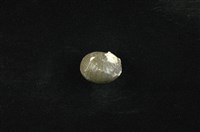 藏品(小皇冠蜑螺 )的圖片